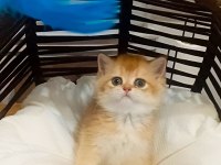 BRİTİSH SHORTHAİR MÜKEMMELLİĞİ