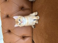 British golden bebeklerimiz ırkının en güzel örnekleri