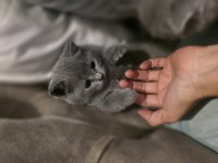 British shorthair bir buçuk aylık yavrular dişi kedi