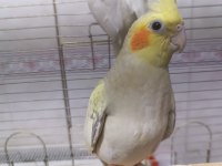 Yavru yetişkin her renk sultan papağanları