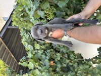 Blue cane corso bebekler
