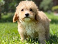 HİPOALERJANİK TOY POODLE BEBEKLERİM
