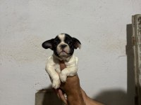 French bulldog yavrular ırk sağlık garantili