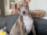 Şivava erkek 2 aylık chihuahua