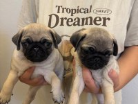Sıfır Burun Gül Kuyruk Pug Mops