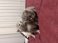 Yavru british shorthair kedisi
