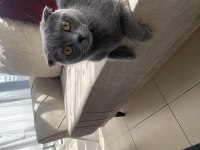 Kedi eşleştirme ilanı scottish fold