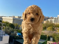 Toy poodle yavru köpekler