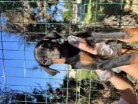 A Kalite Doberman Yavrular