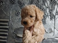 Toy poodle yavrular