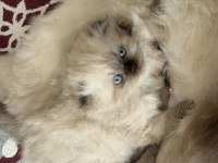 Irk ve sağlık garantili scottish fold yavrumuz