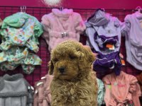 RED BROWN TOY POODLE SON YAVRULAR