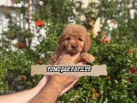 Red Toy Poodle
