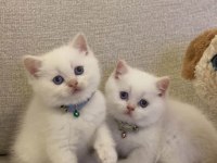 Brıtısh Shorthair Red Point Yavrularım