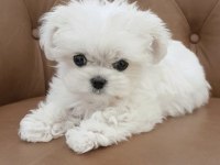 Korekan Eşsiz Güzellikte Maltese Yavrularımız
