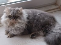 Erkek chinchilla cinsi kedimiz