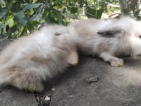 Çok tatlı yavru Hollanda lop tavşanı