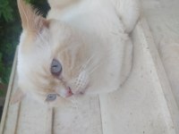 British blue point kısır erkek kedimiz 5 yaşında