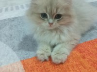 Saf kan British Longhair Blue Golden yavrular