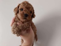 Orjinal toy poodle bebekler
