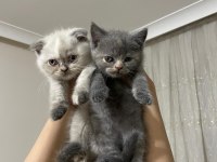 Mükemmel blue point ve british shorthair yavrular