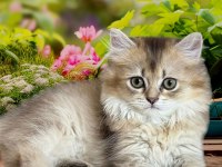 Sağlıklı ve oyuncu british longhair bebekler