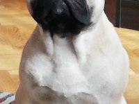 FCI/KIF A Şecere Belgeli Show Class Erkek French Bulldog