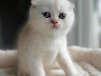 Top kafa pamuk Minnoş scottish fold