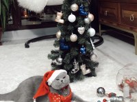 Safkan british shorthair dişi kedimize acil yuva arıyoruz