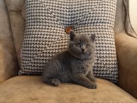 Koca Kafalı British Shorthair Yavrular Ayı Suratlar