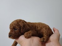 Kore red brown poodle A kalite bebek yüzlü 1 aylık oğlumuz