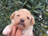 Maltıpoo Mınık Sekerler
