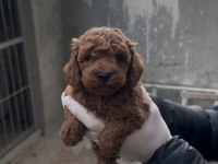 Toy Poodle Bebekler Yeni Yuvasına Gitmeye Hazır