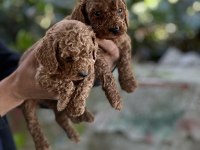 Mükemmel Renk Sağlık Garantili Toy Poodle