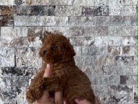 BİBLO GÜZELLİĞİNDE RED BROWN TEACUP POODLE BEBEKLER