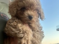 Toy yavru poodle anne baba poodle