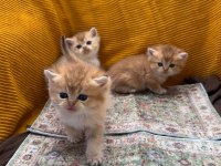GOLDEN BRİTİSH LONGHAİR GÜZELLİKLER