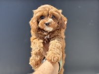 Petmode köpek çiftliğinden maltipoo