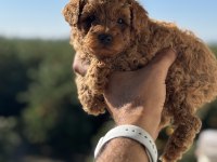 Teacup boy red brown Poodle bebekler