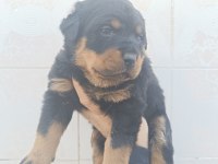 ÜST DÜZEL KOCA KAFA ROTTWEİLER YAVRULARI