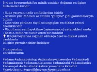 Çok Şirin Axolotl Yavrular Adana
