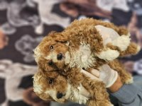 BICOLOR MEDIUM POODLE BEBEKLERIMIZ