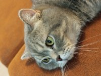 British shorthair oğlumuz