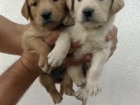 Irk ve sağlık garantili baby face dişi golden retriever