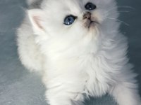 Yakışıklı British Longhair Ares