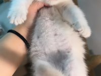 British Shorthair Pofuduk Erkek