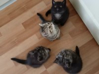 YENİ YUVALARINA GİTMEYE HAZIR KEDİLER