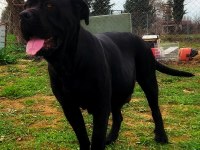 Secereleri şampiyonluklarla dolu yavrular cane corso