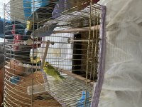 Muhabbet kuşu 2 tane 1 dişi 1 erkek