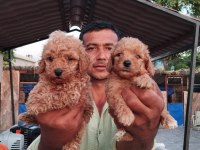 Toy poodle yavrular bir birinden güzel tatlılar